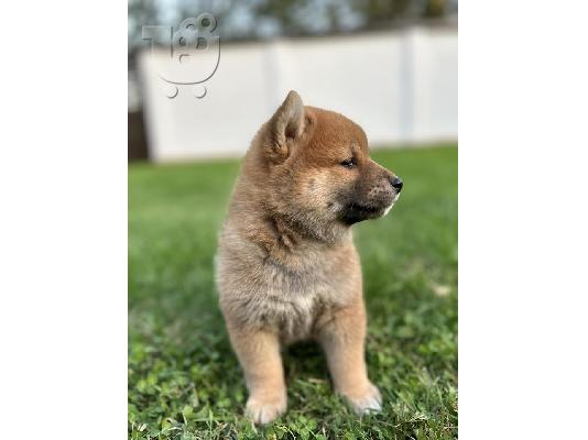 Κουτάβια Shiba Inu